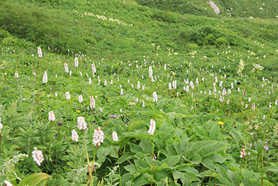 イブキトラノオのお花畑の写真