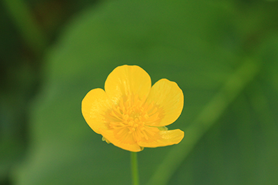 ミヤマキンポウゲの写真