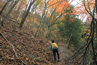 紅葉がきれいな登山道を登っているＹ君の写真