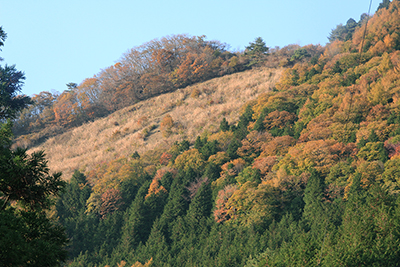 西御荷鉾山山頂直下の大の字の刈り払いの写真