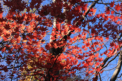 きれいに紅葉したカエデの写真