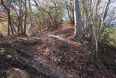 日だまりの登山道の写真