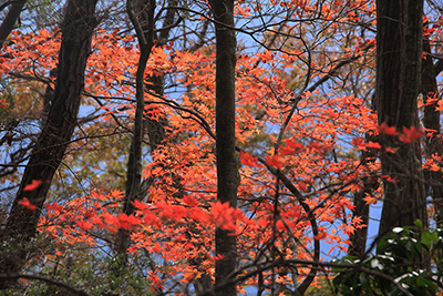 紅葉したカエデの写真