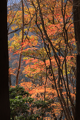 紅葉した木々の縦構図の写真