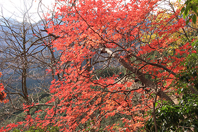真っ赤に紅葉したカエデの写真