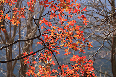 紅葉したツツジの仲間の写真