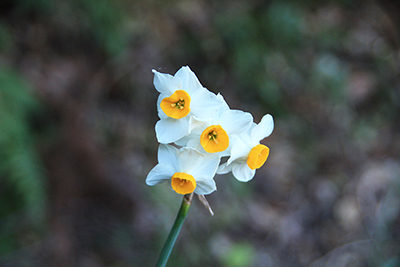 水仙の花の写真