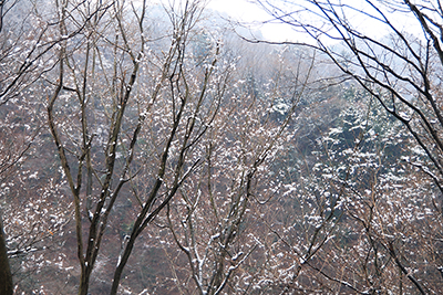 木の枝に無数に付いた雪の花の写真