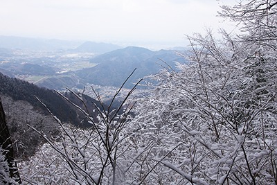 雪の付いた木の枝と雪のないふもとの写真