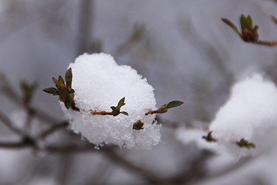 木の枝先に付いた雪の写真