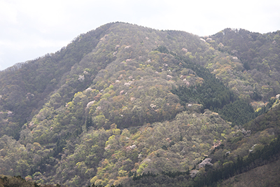 桜の花や芽吹きの木々、新緑の木々などが埋める山腹の写真