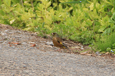 カワラヒワ（鳥）の写真