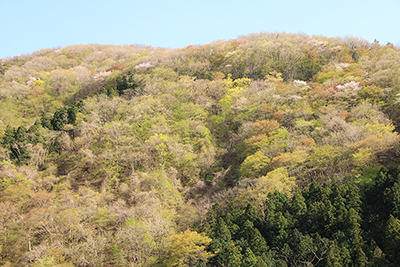 春らしい山笑う風景の写真
