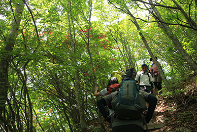 ヤマツツジの咲く登山道を登っている写真
