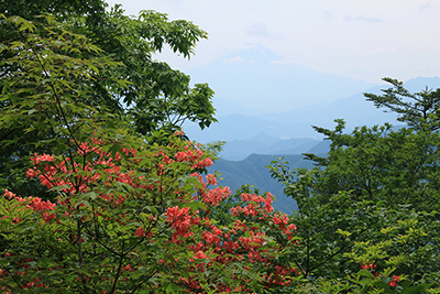 山頂のヤマツツジと富士山の写真