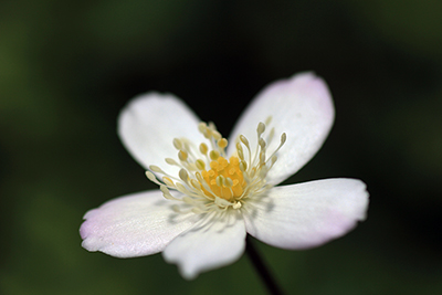 ニリンソウの花の写真