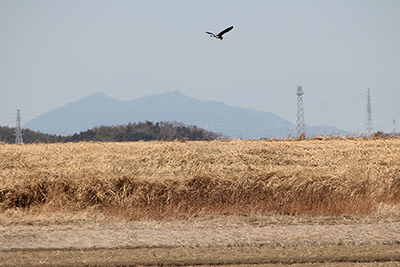 筑波山と空を飛んでいるアオサギの写真