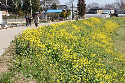 見事なからし菜の群落の横を歩いている写真