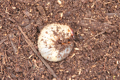 丸まったカブトムシの幼虫の写真
