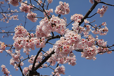 河津桜の写真
