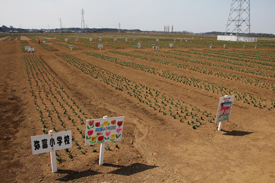 佐倉ふるさと村のチューリップ畑と球根を植えた小学校の看板の写真