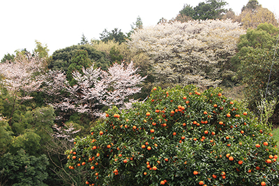 みかんと桜の写真