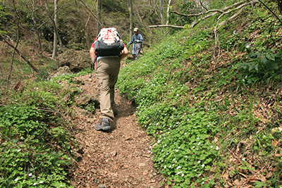 ニリンソウの咲く登山道を上っているＭ君の写真
