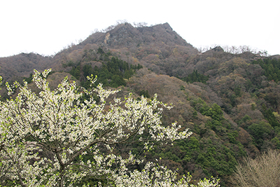 白いウツギ？と男体山の写真
