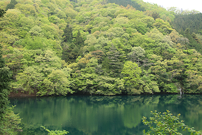 貯水池と周囲の新緑の写真