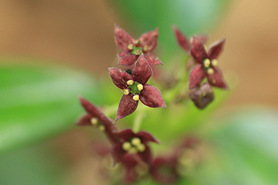アオキの雄花の写真