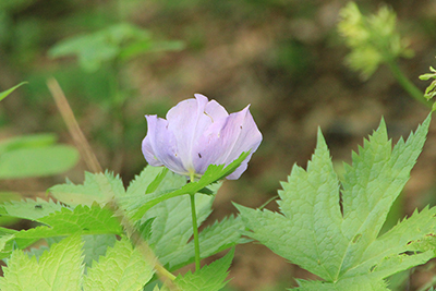 シラネアオイの花の後ろ姿の写真