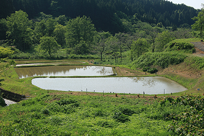 山間部の田んぼの写真