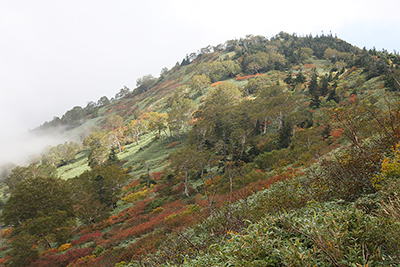 紅葉した尾根と山腹の写真
