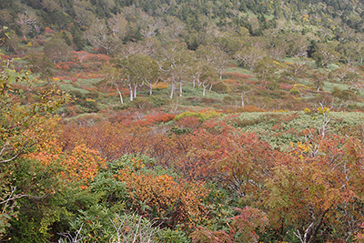 紅葉した木々の写真