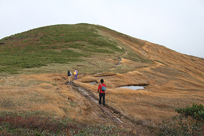 巻機山最高点手前の草紅葉の中の木道を歩いている写真
