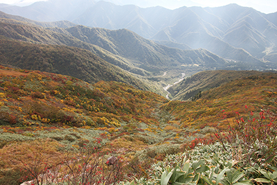 米子沢側の山腹の紅葉の写真