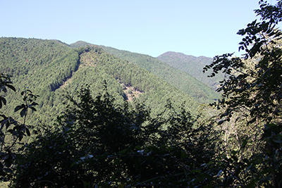 大根ノ山の神付近から撮影した赤杭尾根方面