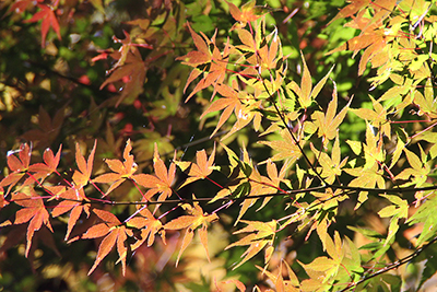 うっすら紅葉したヤマモミジの写真