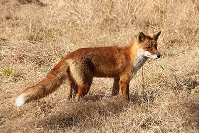 キツネの写真