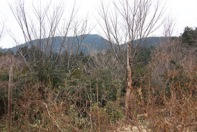 雨引山山頂の写真