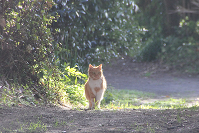 途中で見かけた猫の写真