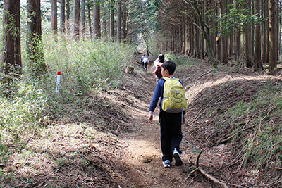 長く続く植林帯を登っている写真