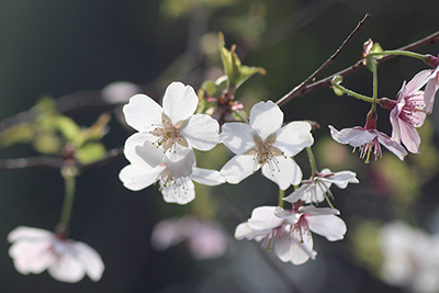 サクラの仲間の花の写真
