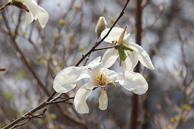 タムシバの花の写真