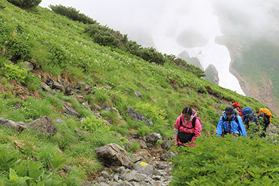 高山植物の咲く雷鳥坂を登っている写真