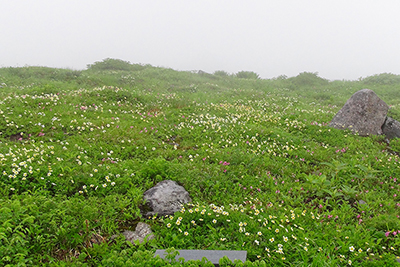 雨でも美しい室堂のお花畑の写真
