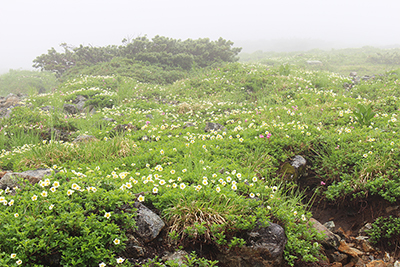 雷鳥坂の下のお花畑の写真