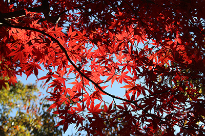 紅葉した城山山頂のイロハモミジの写真