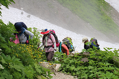 ミヤマキンポウゲの咲く登山道を登っている写真