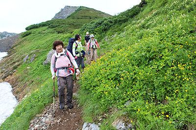 ミヤマキンポウゲの咲く尾根を下っている写真